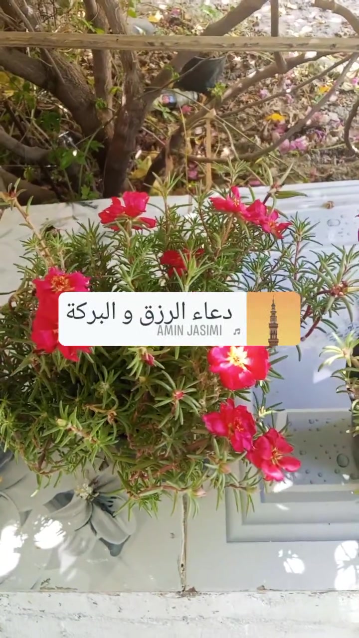 السلام عليكم
ورد الصباح الوان السندانه 3 الاف 

يوجد توصيل لجميع المحافظات وعندي متسلق ست الحسن سعر السندانه 3 الاف.


**إذا كنت صاحب هذا الإعلان وتريد حذفه لأي سبب، رجاءا أرسل رسالة إلى الدعم الفني**