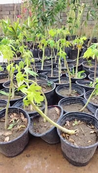 شجرة البابايا • عرض اليوم • مشتل البشائر