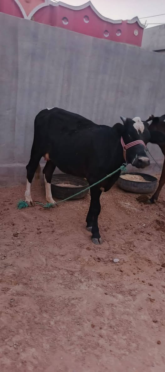السلام عليكم مكلف بل نشر
اليوم أسعار بلااش 
بجر أول بطن والده وراهه حوليه تلقيح تحلب بليوم بطلين شويه فوك البطلين السعر مناسب الشراي اتصل وتدلل العنوان صلاح الدين الشرقاط قريه شكراً 
***********
