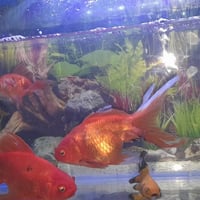 الكاظمية • حوض سمك • عرض ٤٥سم