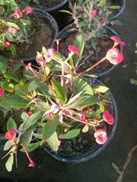 توصيل داخل بغداد • بنفسج • دمعة الطفل