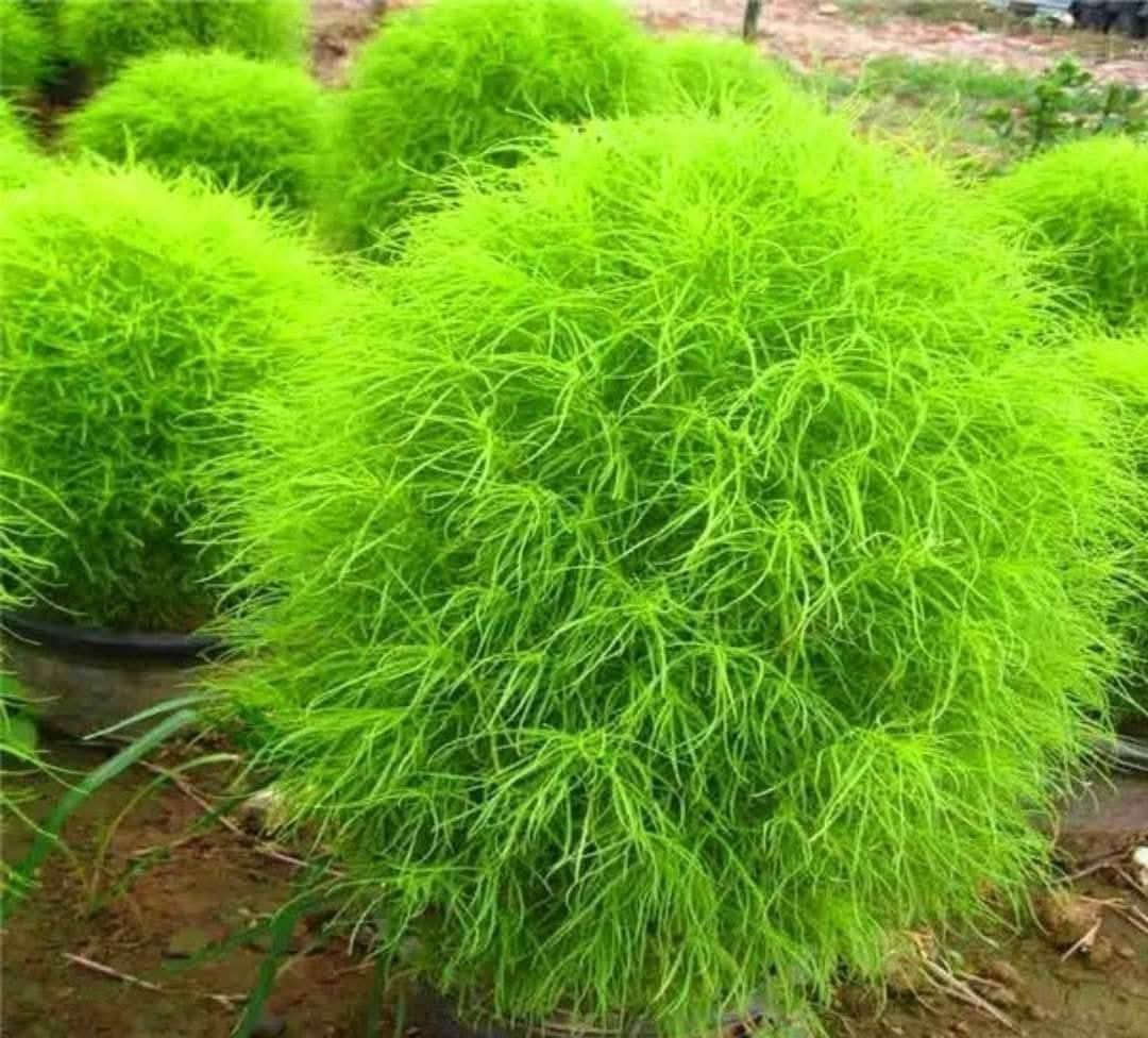 متاح لدينا بذورها بذور نبات كفشة مريم أو مكنسة الجنه
لطلب والحجز واتساب *********** السماوه أو مراسلة الصفحه يوجد خدمة توصيل طلبات داخل السماوه ولكافة المحافظات لباب البيت أنواع البذور الاستوائية النادره
