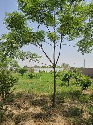 يتوفر اليوم مسائي ب٢٥٠
الثلاثاء صباحي ومسائي
الأربعاء صباحي ومسائي
الخميس صباحي
الجمعة مسائي
للحجز ***********
يمكنكم الحجز من تطبيق مزارع وشاليهات بلد
https://onelink.to/resorts.balad
