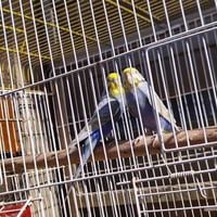 زوج رينبو • بدون خانه • الزعفرانية