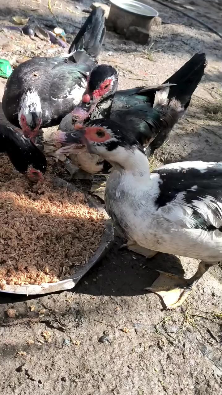 سلام عليكم اخوان بشوش مصري شرط صحه ولبياض للبيع الثلاثه السود البيض مو وياهن اخوان النثيه عل ١٠ قفل لن بشوش زينات وبياضات ولشراي بخدمته علق وراسلك اول راسل واتساب ***********
