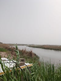 واسط العزيزيه • دونم ونص • طابو زراعي