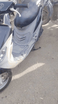 ماكس منغولي للبيع سعر خاص اتصال عل الرقم ***********
