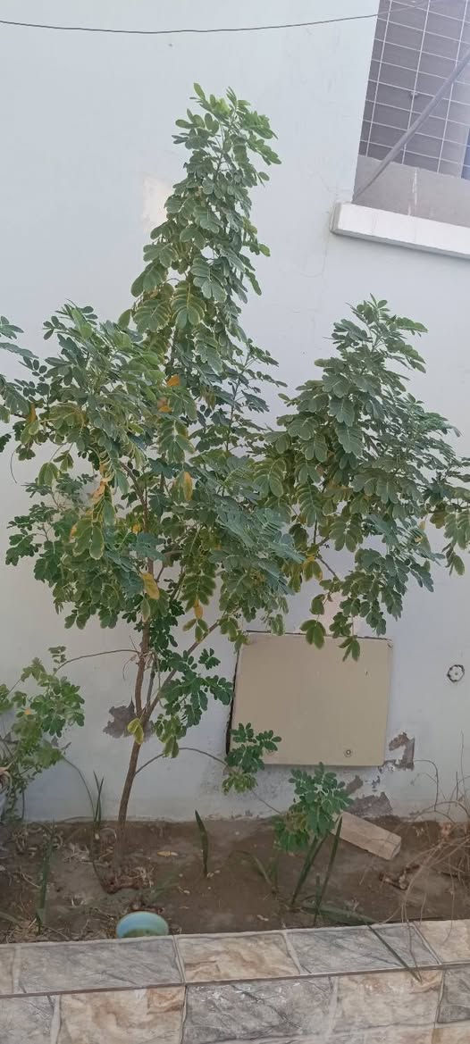 بيت طابقين بالخاجيه مساحه 200م قرب صحه واسط باسمي غير مطلوب منطقه الالفين...
***********
