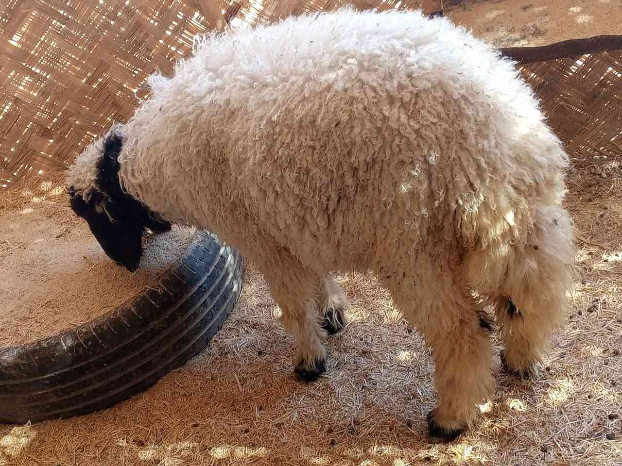 ورجينه فول درجه اولى ماجايبه ولا بطن شرط الصحاه السعر 310 وبيهه مجال مكاني الفهود


**إذا كنت صاحب هذا الإعلان وتريد حذفه لأي سبب، رجاءا أرسل رسالة إلى الدعم الفني**
