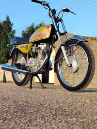 رابيدو • بدون أوراق • معمره ٥ أشهر