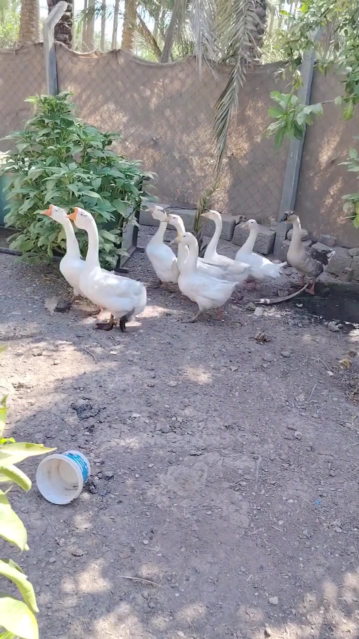 مكلف بل نشر بط كبوره هاذا ررقم صحبهن ***********
