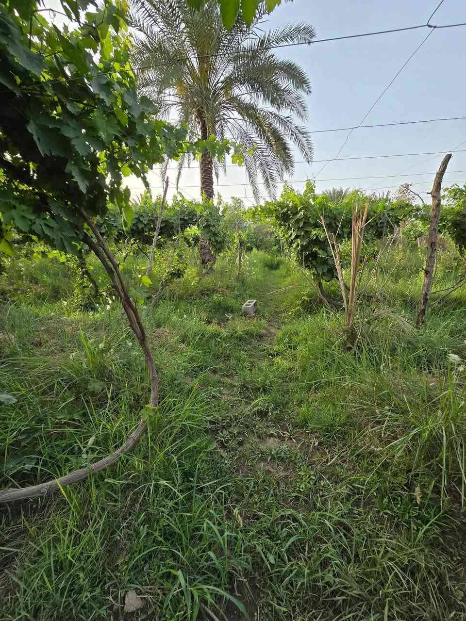 ♛ياﷲ بستان للبيع مساحه ٣ دونم  مسيج وكامل
♛ سعر البستان ٢٥٠  مليون  مع المجال طابو سند 25 
♛العنوان النجف  الكوفه البراكية خلف صيدلية الخنساء قرب البزل مكتب المنصوري للعقار ***********
