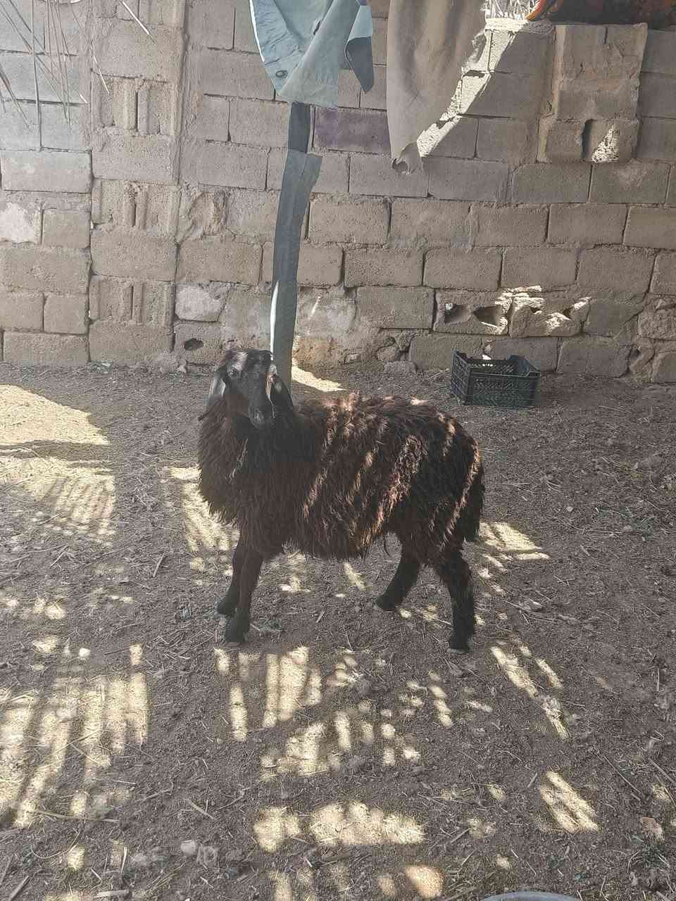 متاح فطيمه سود حلوه وين جنايه سود شرط نصاح سمن سعر خاص  مكان بروانه سنجك يوجد توصيل حسب لاتفاق تم لبيع الله يبارك بيه


**إذا كنت صاحب هذا الإعلان وتريد حذفه لأي سبب، رجاءا أرسل رسالة إلى الدعم الفني**