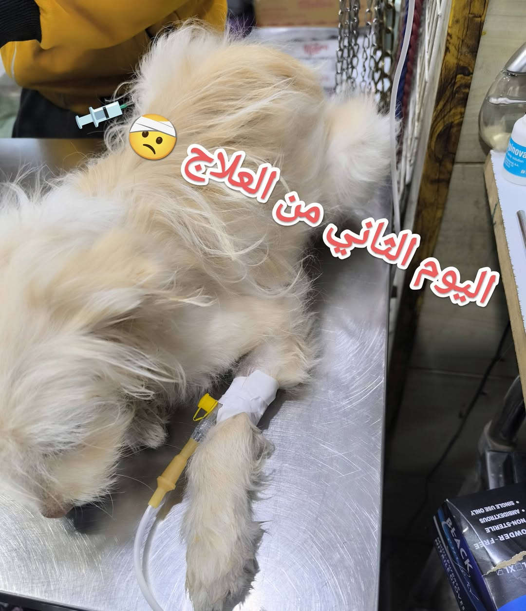 #قبل أيام كان في ضيافتنا كلبه نوع ترير.. جميله...
#لأحد اخوانا الاعزاء 🌺 
يعاني من 
#اسهال شديد 😞
#قيئ مستمر🤮
# فقدان الشهية 🤢 
#خمول 😣
#جفاف شديد 😍
#بعد الفحص والتشخيص 🧑‍⚕️ 🩺 
لوحظ..إصابته .. بالالتهاب الأمعاء ....#نتيجة تعرضها لتغيير في درجات الحرارة ...مما أدى إلى إصابة....#تم إعطاء المحاليل الوردية اللازمة..مع كورس متكامل من #العلاجات.. الخاصة الحاله وبعد مرور عدة أيام والحمد لله تم اكتساب الشفاء التام 😍 🧑‍⚕️ 
العيادة البيطرية City cat clinic 
#جمعية -الشارع الخدمي-قرب اليهوديه مقابل البشير للتمور العالمية من جهة الشارع الخدمي 
#للحجز والاستفسار يرجى مراسله الصفحه او الاتصال على الرقم ***********
#تتوفر خدمه توصيل لجميع المحافظات 🛵

