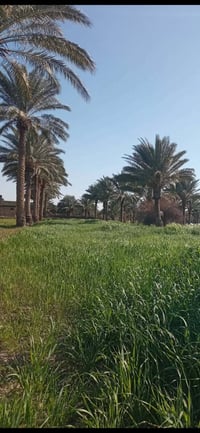 أرض زراعية • 2000م • خلف جامعة بابل