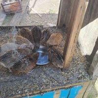 سمان • سمان للبيع • طيور للبيع • دواجن • بيع سمان • سمان حي