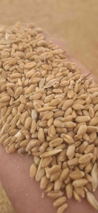 گنم • قمح • گنم ميا٣ • حبوب • محاصيل زراعية • حبوب زراعية • 18 طن