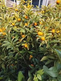 تنويه مهم أول ما تكتمل الوجبة، أجهّز الطلبية مباشرة إن شاء الله 🌱 إذا ...