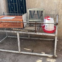 غراض محل دجاج • كلهن سوه