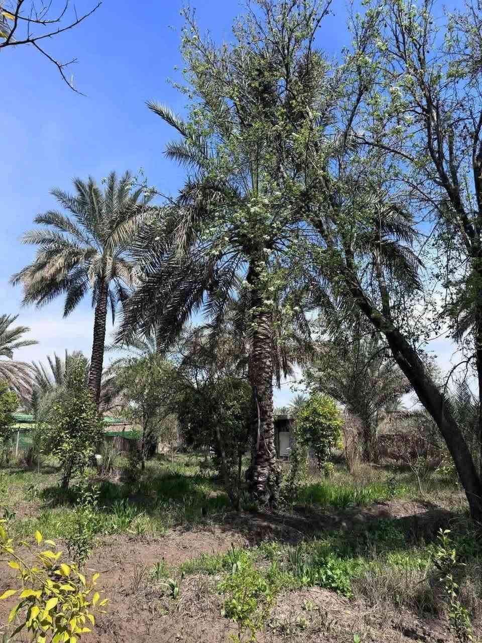 على بركـة الله ☑️
يعـلن مكتٌب عقارات الأميـر 🗄️🎖️

 : 📍عـن توفر دوانـم على شط العرب حصراً  🌾.

📍:  عـن توفر دوانـم وأنصاف دوانم وأرباع سكنية 🏘️🏚️.

📍بالاضافة الى وجود دور سكنية بمختلف المساحات 🆎
 ( الفيروزية ، زين العابدين ، اليوبة ، باب الهوى ، الحوطه )

🆎 المكتب مجاز قانونـياً 📈⛳️

عنوان المكتـب : 
📍الجزيـرة الشارع العام مقابل شارع باب الهوى
 
للأستفسار : 
***********
***********
