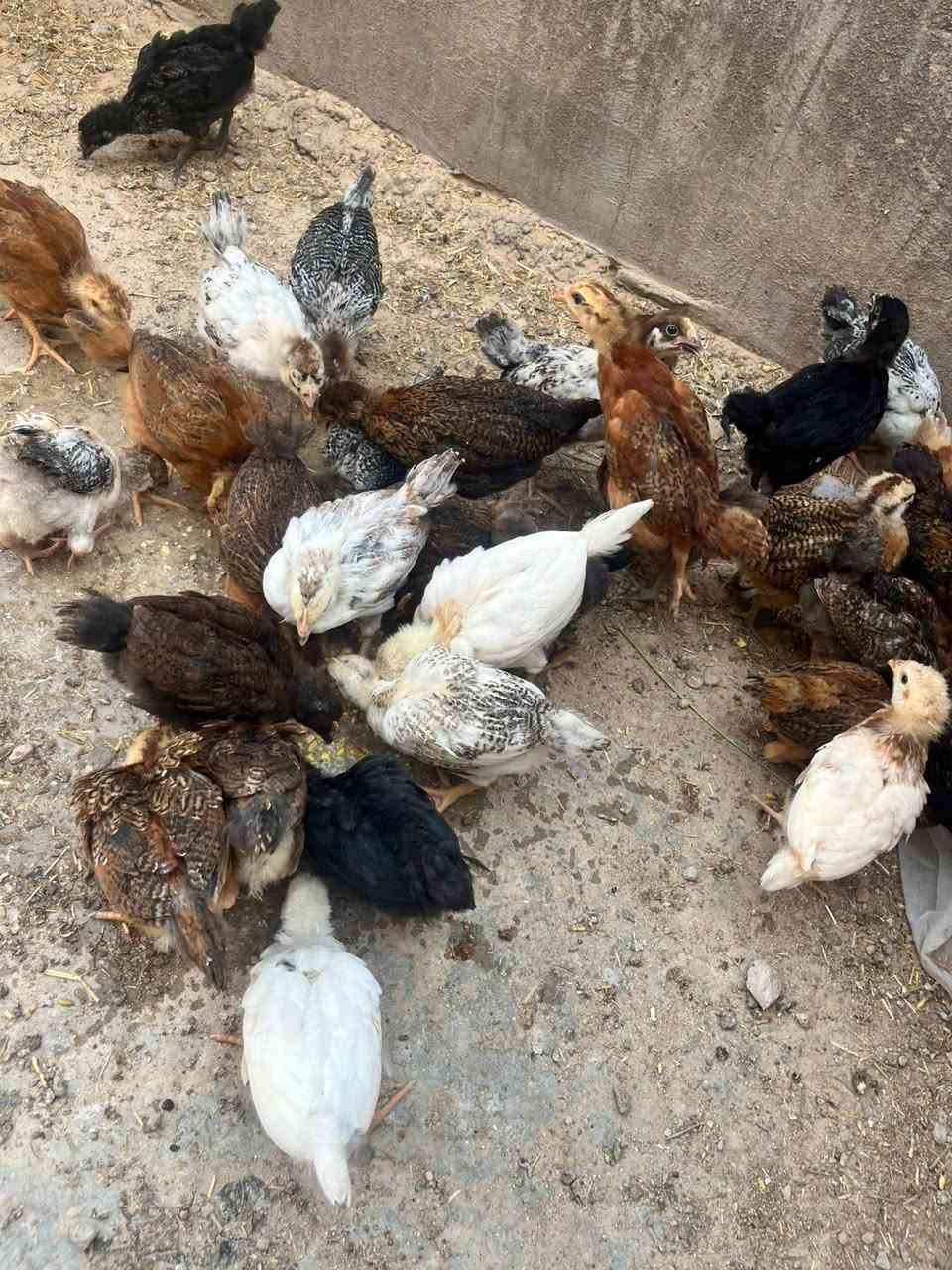 سلام عليكم
فراريج عرب العمر شهر وبيهن اكثر ملقحه جميع للقاحات وبيهن ابو ركيبه /*********** /خاص مفتوح
