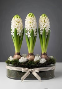 الياقوتية • الموصل حي الكرامة • توصيل