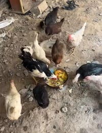 دجاج للبيع • فروخ دجاج • ديوك للبيع • دجاجه وفروخ • دواجن للبيع