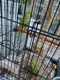 زوج ببغاء • ببغاء دره