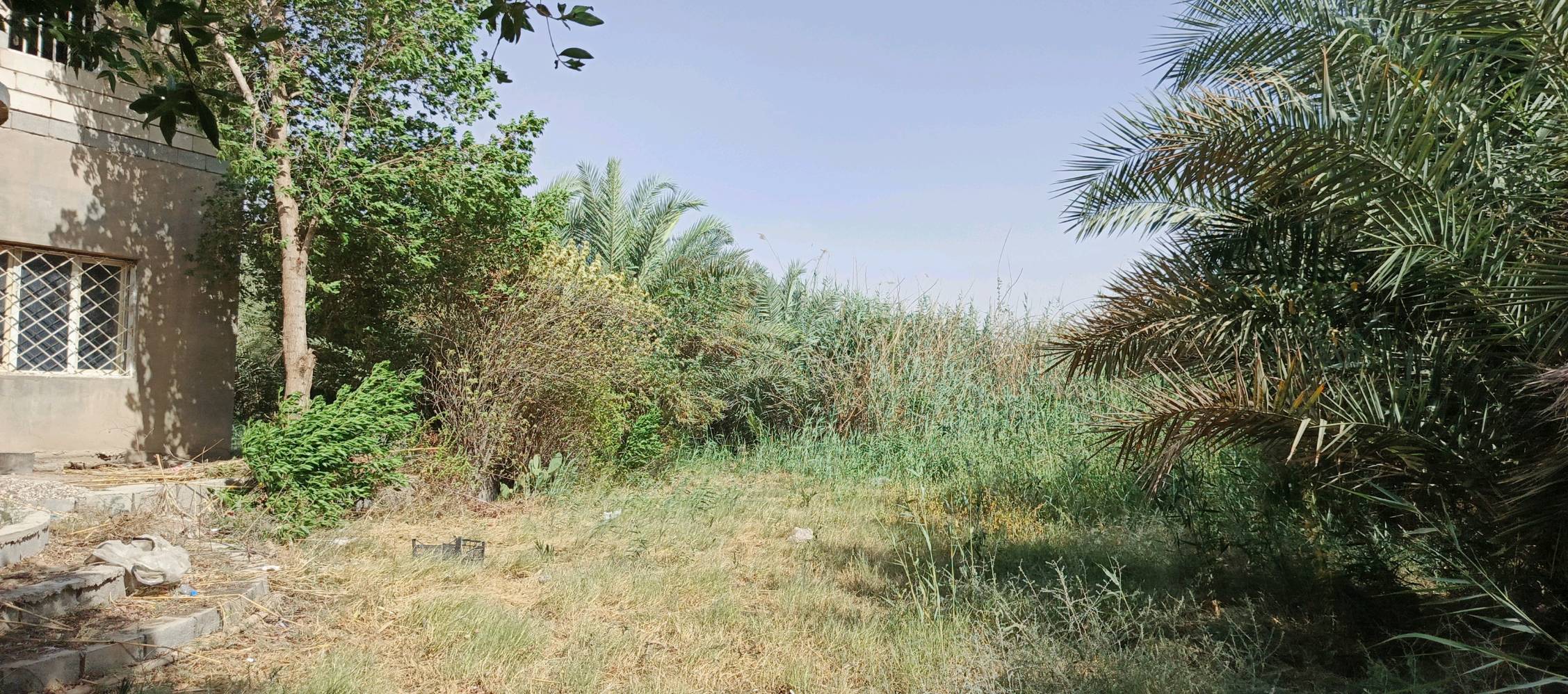 بستان على شط العرب مساحته 5 دونم يحتوي على بيت الأرض مسيجه جزء منه بلوك والباقي بي ارسي
تحتوي على نخل متعدد النوعيات وسدر بأنواعه تحتوي على بحيرات سمك ومكان لتربيه الحيوانات ما تتأثر بالمد الملحي الأرض عله شط العرب مباشره طابو زراعي عنوانه النشوه قرب قرية سيد علي نور