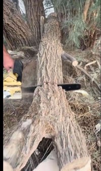 عندي شجر قطع يعني تجي تشلع وتاخذهن  لي حاب يتواصل وياي هذا رقمي 078326...