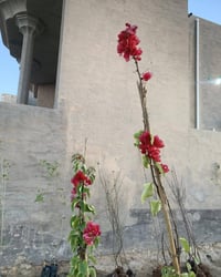 متسلق • جهنمية • ونسرين