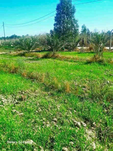 اسلام عليكم
يوجد لدينا دونم  للبيع 
سند 25 تحويل مباشر 
موقعه خلف جامعه بابل 
الصور من واقع الحال
متوفر جميع الخدمات 
تبعد عن التبليط 160متر فرعي 
الاستفسار اتصال ع رقم  
***********
***********
