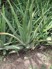 الالوفيرا • سندان كبير • جملة ومفرد