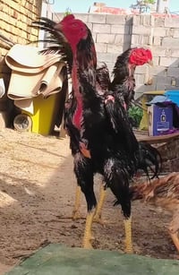 دجاج عرب • مراوس • بدل زينه هراتي