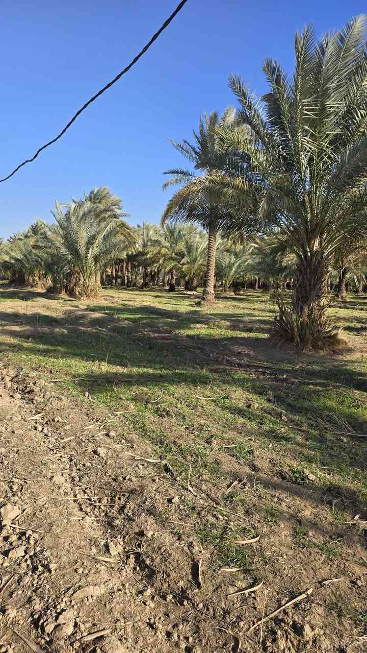 تريد بستان وبسعر مناسب تعال يمي اليوم 🍀🍀

 جبنالكم عرض مميز  وبسعر مناسب جدا🌴

واحلى مايكون بهذا العرض هوه المنطقة والجيران الطيبة والهدوء 🌴🌴🌴🌴🌴🌴🌴🍁🍁🍁

#للبيع ٦ دوانم مع دور عدد اثنين  طابو سند ٢٥ مثبتة حددوها ومسيجة بالكامل 🏵🏵🏵

واجه ١٠٠ متر 🍁🍁
نزال ١٥٠ متر🍁🍁

   تتوفر كافة الخدمات فيها🏕🏕

  كهرباء وماء اساله وتبليط 💐💐

   يتوفر فيها بئر سقي للبستان والأرض مخدومة بالكامل🌍🌍

 مزروعة انواع الاشجار والحمضيات والفواكة والنخيل بأنواعها 💐💐

باقي التفاصيل موضحه في مقطع فيديو والصور 🌴

 
الموقع  بابل قضاء المحاويل قرية البوعلوان  قرب بيت ابو الطياره وتبعد عن شارع حله بغداد ٣٠٠ متر تقريباً 🌍🌍🌍

🌿🌿🌿🌿🌿🌿🌿🌿🌿🌿🌿🌿🌿
#للإستفسار اكثر او معرفة السعر يرجى مراسلتنا او  الاتصال على الارقام التاليه او زياره #مكتب #عقارات #اراضي #المحاويل الكائن في قضاء المحاويل حي ١٧ قرب #مقهى الصياد القديم 
*********** / *********** حسين أبو شمس
