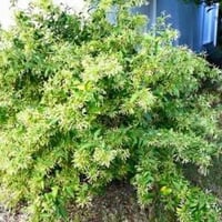 فلكه الفرسان • متواجد • ديكور وحدائق