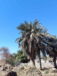 علئ بركة الله؟ أرض زراعيه للبيع (مساحه 7 ونص دونم) مع بيوت لعدد 3) (خد...