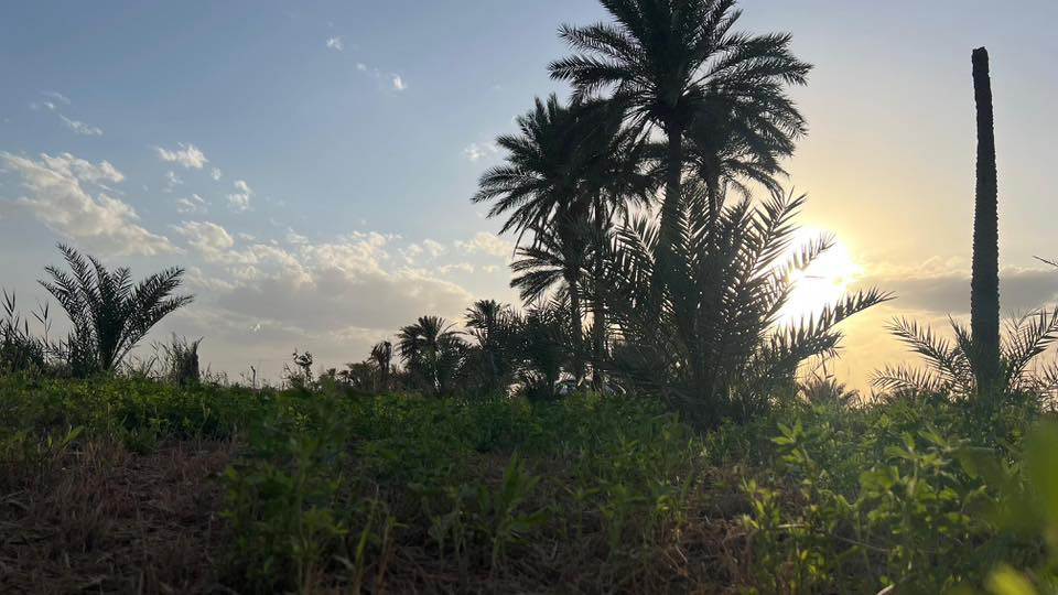 بستان طابو صرف سند ٢٥
الموقع :-

الحيرة/ قريه المراشده .

ع الشارع العام يحتوي طريق خاص بالارض عرض ٦ م  . وواجهة الارض ع طريق المراشده.

تبعد عن طريق القوسي الجنوبي الجديد ٧٥ م .

مساحة الارض ٦ دونم .

يحتوي على ماطور كاز ٨ حصان .

تسقى من خلال نهر البديرية وابو جذوع.

يحتوي كهرباء رسمي ميزانيه زراعي. 

يحتوي اجود انواع النخيل .

تزرع جت مع محصول موسمي .

كهرباء وماء وتبليط مخدومة.
————————————-
بالامكان بيع دونمين
للتواصل :-
***********
