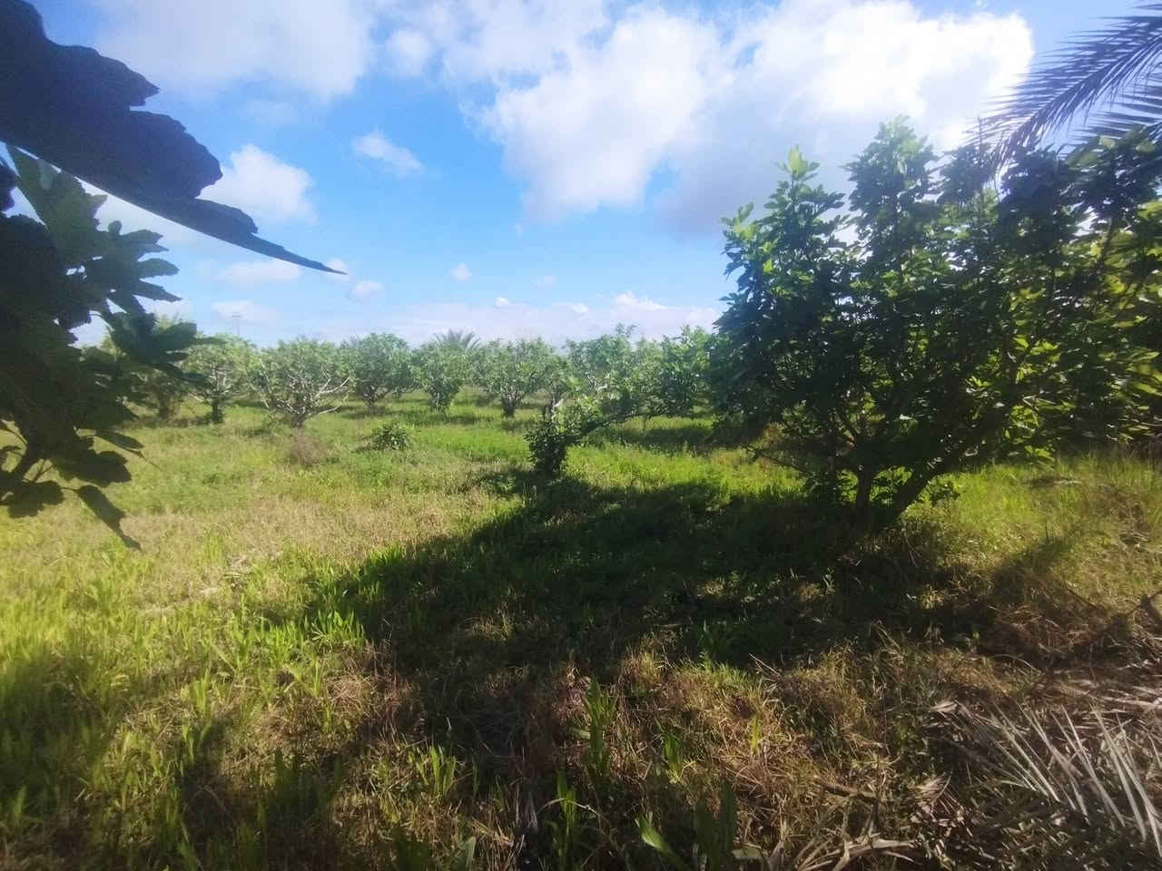 #بسم_الله/ أرض للبيع محافظة النجف/ ناحية العباسيه (دونم ونص) وجهيا 45نزل 100 تصلح لكل أنواع الاستثمار  ومنها الزراعه لخصوبة تربتها وموقها المميز/ التفاصيل تقع هذه الارض على الشارع العام طريق الزوار جاي من جسر الحديد ( الأعمى') مو عشط الجها ثانيه فقط ماي رسمي من شط  عن ناحية  العباسيه حوالي(١)كم  فيها أكثر من(٥٠) نخله من أفظل الانواع وكذالك أنواع من الاشجار المثمره مثل التين اكثر من(١٠٠)شجرا تين السعرالاتصال(***********) واتساب اوالخاص؟#مع_تحيات_خادمكم
