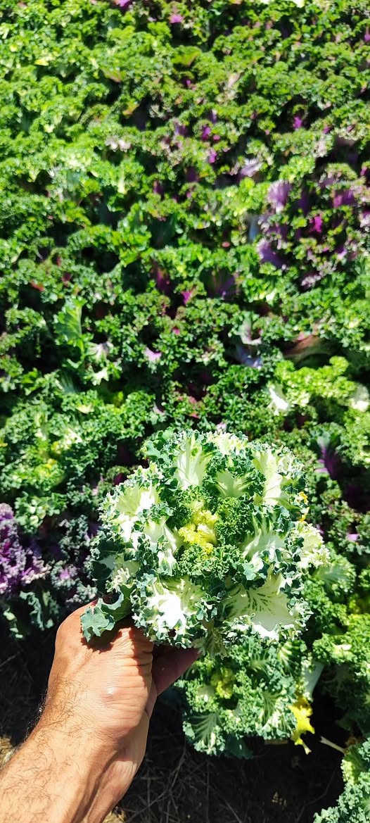 تم وصول وجبه جديده من الاشجار الموسميه والدائمبه والثيل وبأنسب الاسعار مع توفر خدمة تول مجاني داخل ال بدير


**إذا كنت صاحب هذا الإعلان وتريد حذفه لأي سبب، رجاءا أرسل رسالة إلى الدعم الفني**