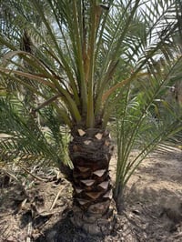 بصره ابي الخصيب • مضمونات • كلش حلوات
