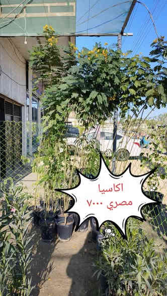 من رخصة الادمن
نباتات ضليه وخارجيه التوصيل مجاني لمناطق واحياء كربلاء الحجز واتساب 😂***********
