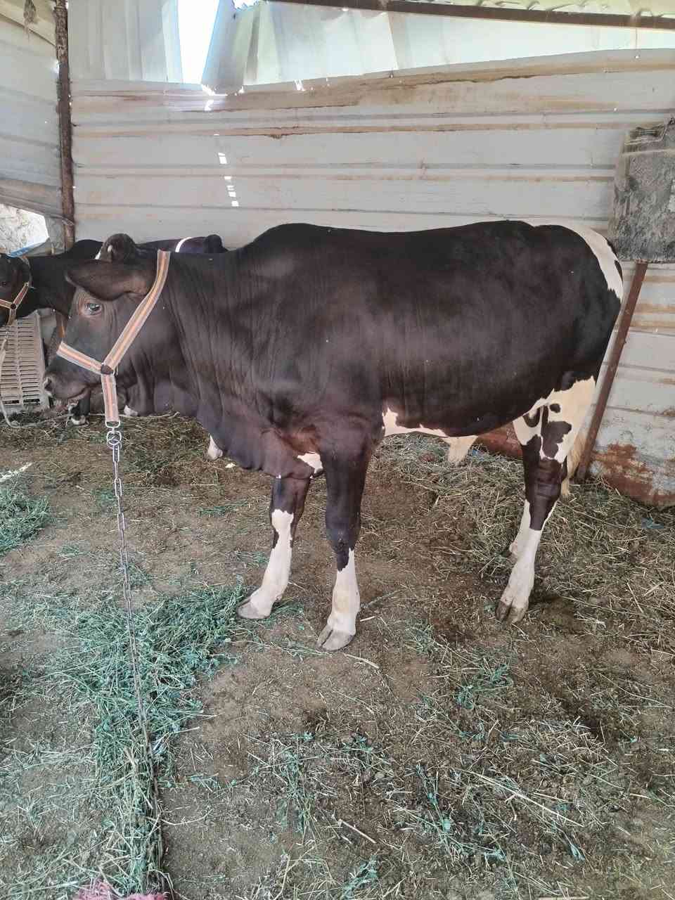 عجول ٢ سمان يرهمن ربط ذبح
السماوه ***********
