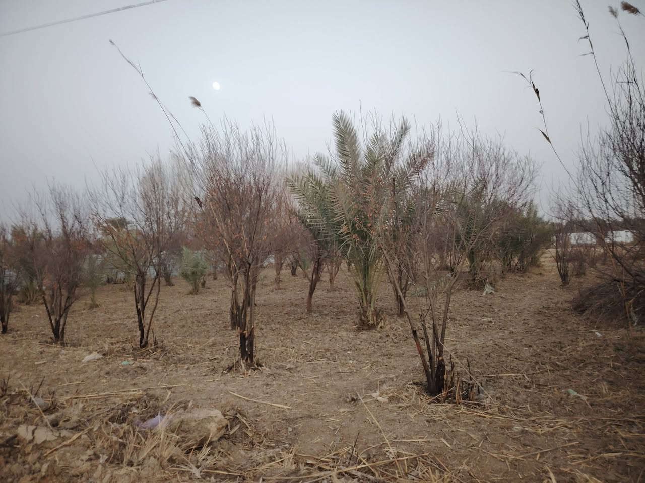 بستان صغيرة 500 متر للبيع طابو زراعي سند 25 تتوفر فيها جميع الخدمات ماء اساله وماء سقي وكهرباء ومسيج بالكامل الواجهه 25 متر والنزال 20 متر العنوان بغداد ناحيه الراشديه السعر 35 مليون وقابله للتفاوض للاستفسار الاتصال على الرقم *********** مكتب العبيدي للعقار
