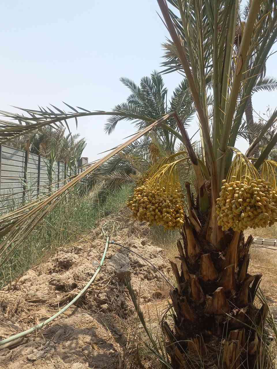 مزرعة للبيع الجزيرة منطقة الصقر 1 دونم الاستفسار ***********
