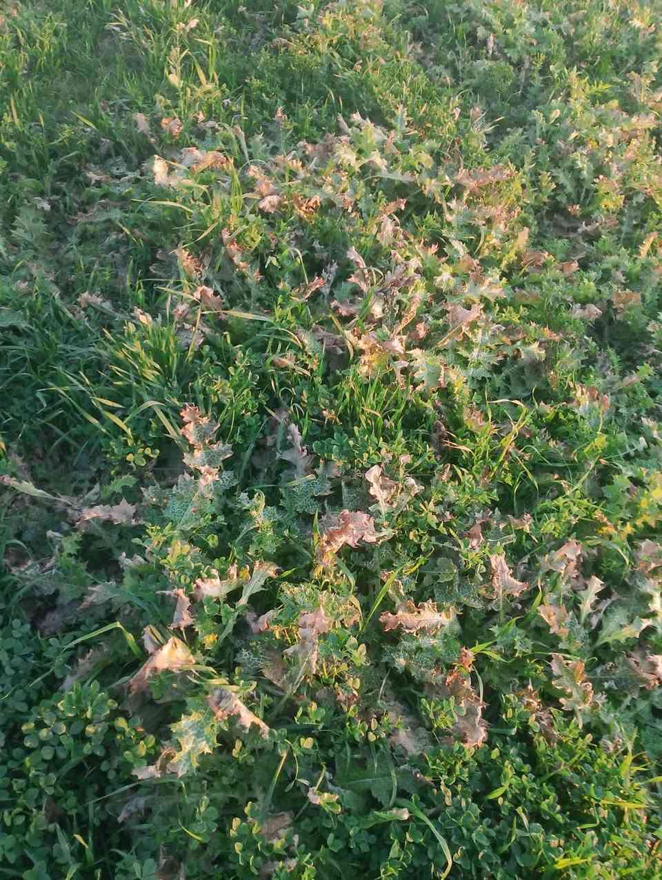 مبيد بازوكا للقضاء على الوردة البيضاء في حقول الحنطة مبيد فعال جدا وهذه نتائجه للحجز والاستفسار راسل الصفحه او اتصل على الرقم التالي *********** 
***********
