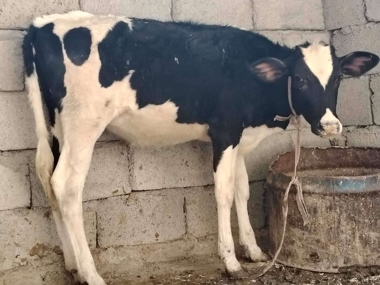 بسم الله ماشاء الله
متاح حوليه هولشتاين الأصلي رقم واحد ماشاء الله
 مال ربط نظيفه حيل
السعر ٩٢٥ وبيها مجال شي قليل
المكان الشرقاط الخضرانيه
 الهاتف ***********
