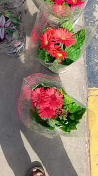 نباتات زينة • داخلية وخارجية • وادي حجر