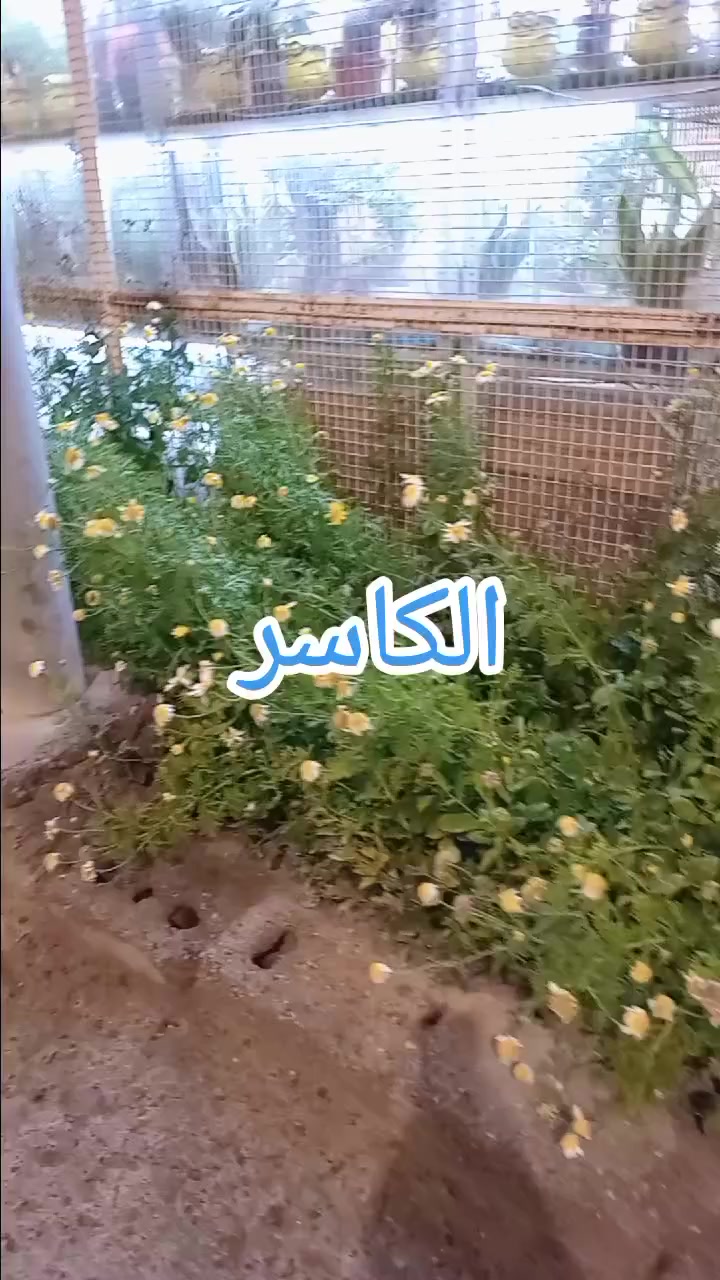 تم وصول وجبة نباتات خارجيه إلى معرض زهور وأسماك الكاسر العنوان الفاو الشمالية قرب البوابة مقابيل الشعبة بالتجاوز قرب مصلح السيارات أحسين أهلاًوسهلاًبالجميع في معرض زهور وأسماك الكاسر


**إذا كنت صاحب هذا الإعلان وتريد حذفه لأي سبب، رجاءا أرسل رسالة إلى الدعم الفني**