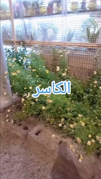 نباتات خارجية • معرض الكاسر • الفاو الشمالية